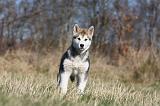 ALASKAN MALAMUTE 858